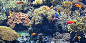 “Our Singapore Reefs: Marine Clean Up and Coral Rescue” by SeaKeepers Society promotes marine conservation