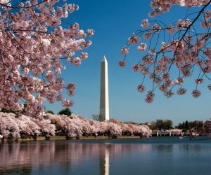 Cherry blosson season in Washington DC
